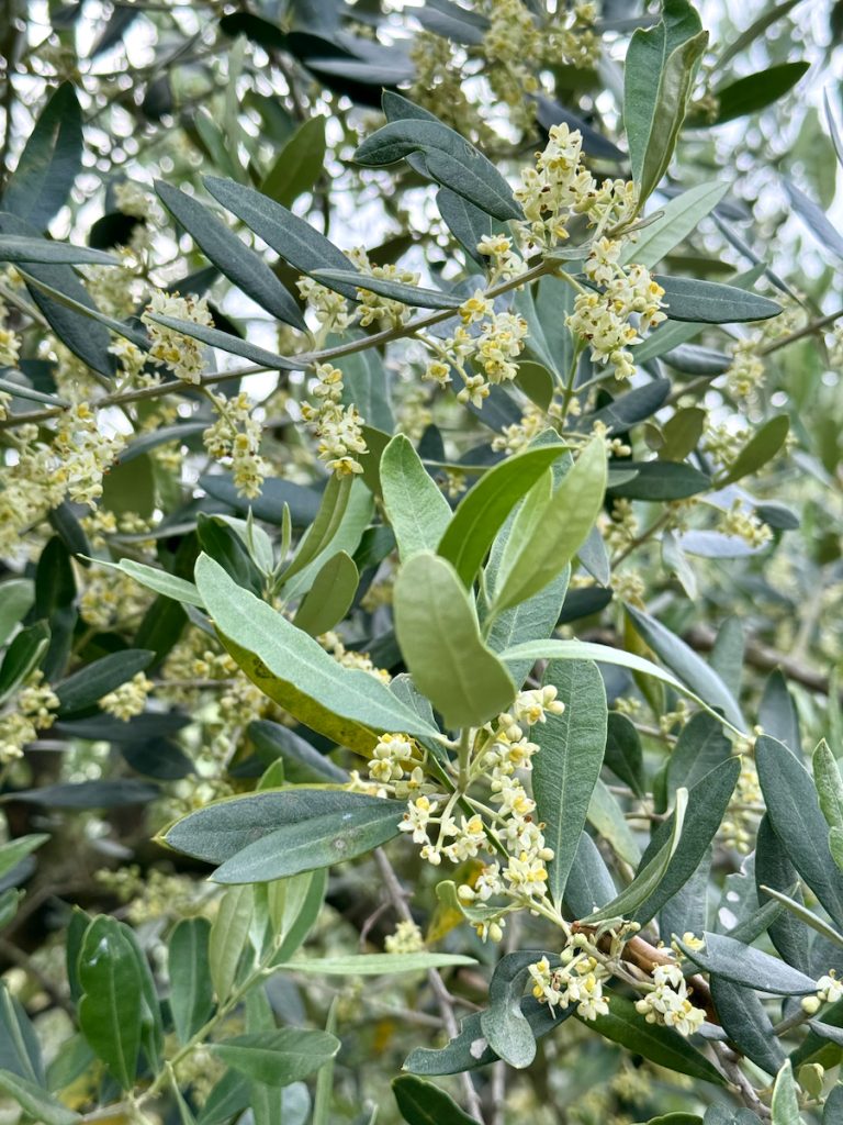 Fiori di olivo