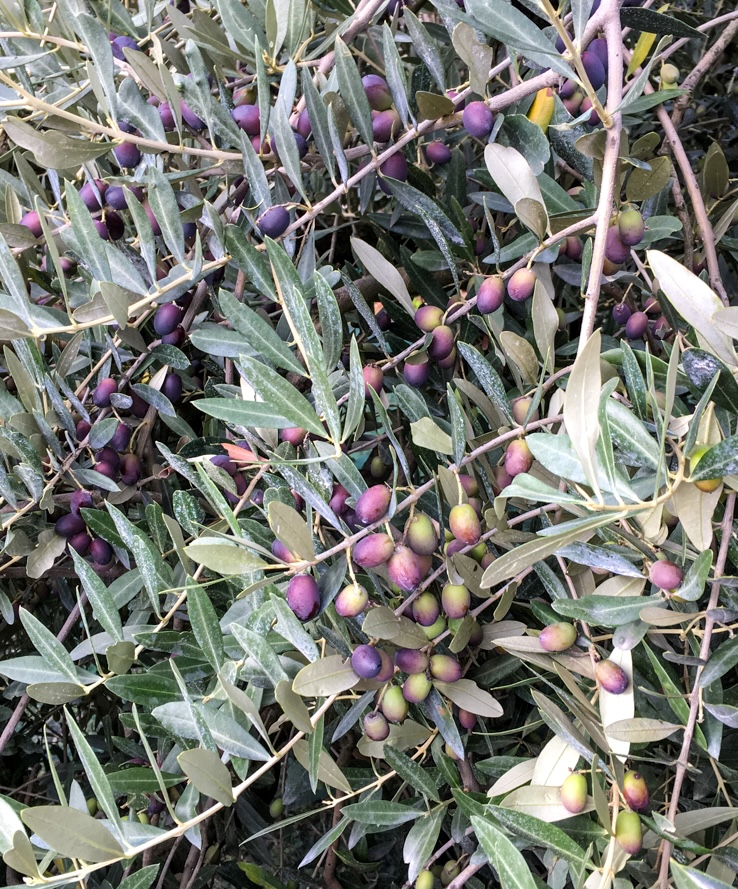 Olive mature