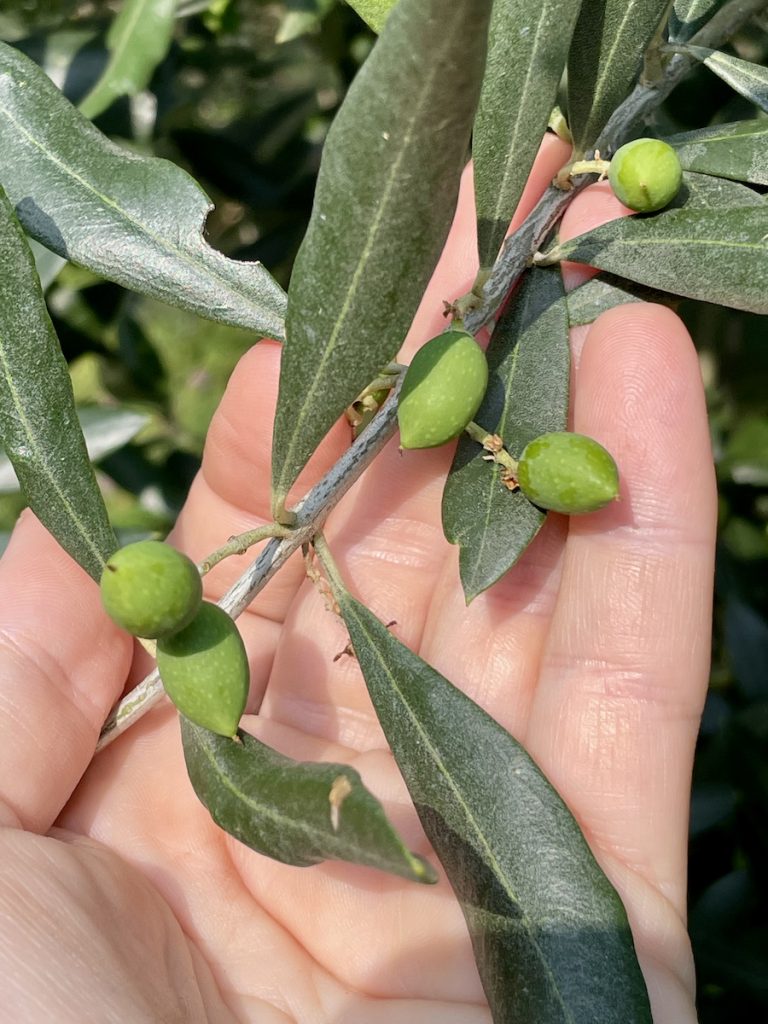 Le piccole olivine