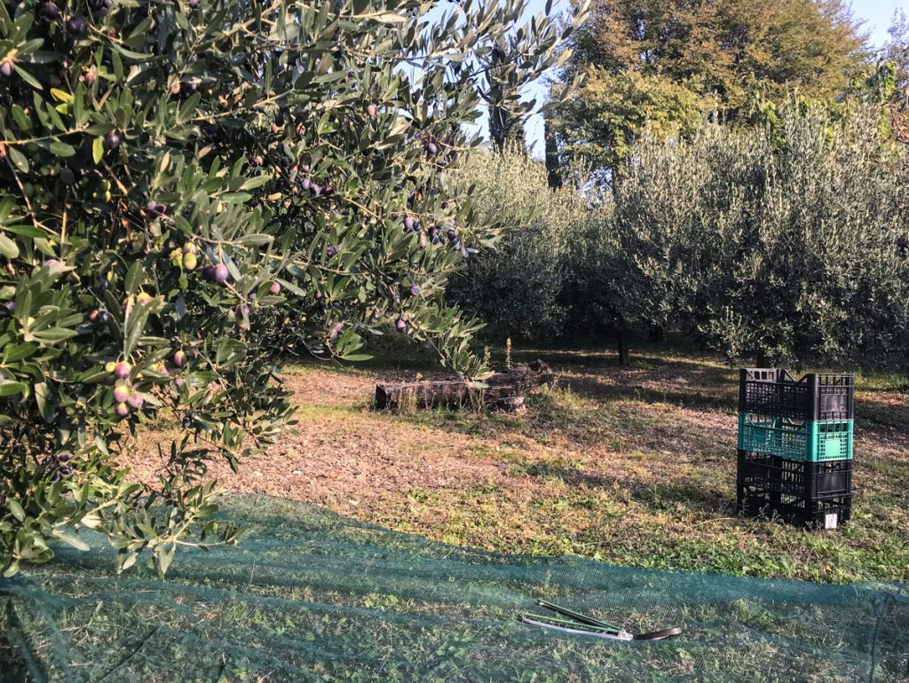 Oliveto durante la raccolta