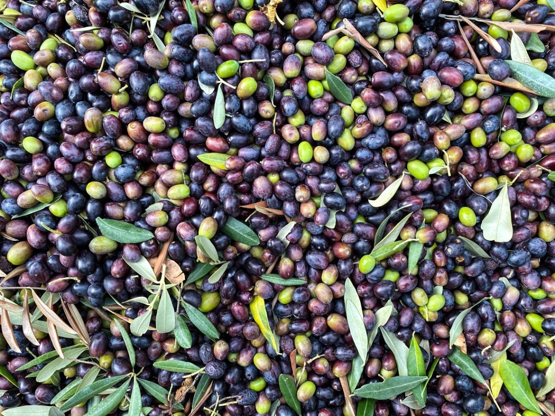 Olive appena raccolte